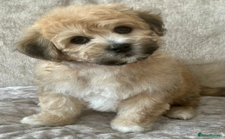 Mixed Breed dogs - Advert 6