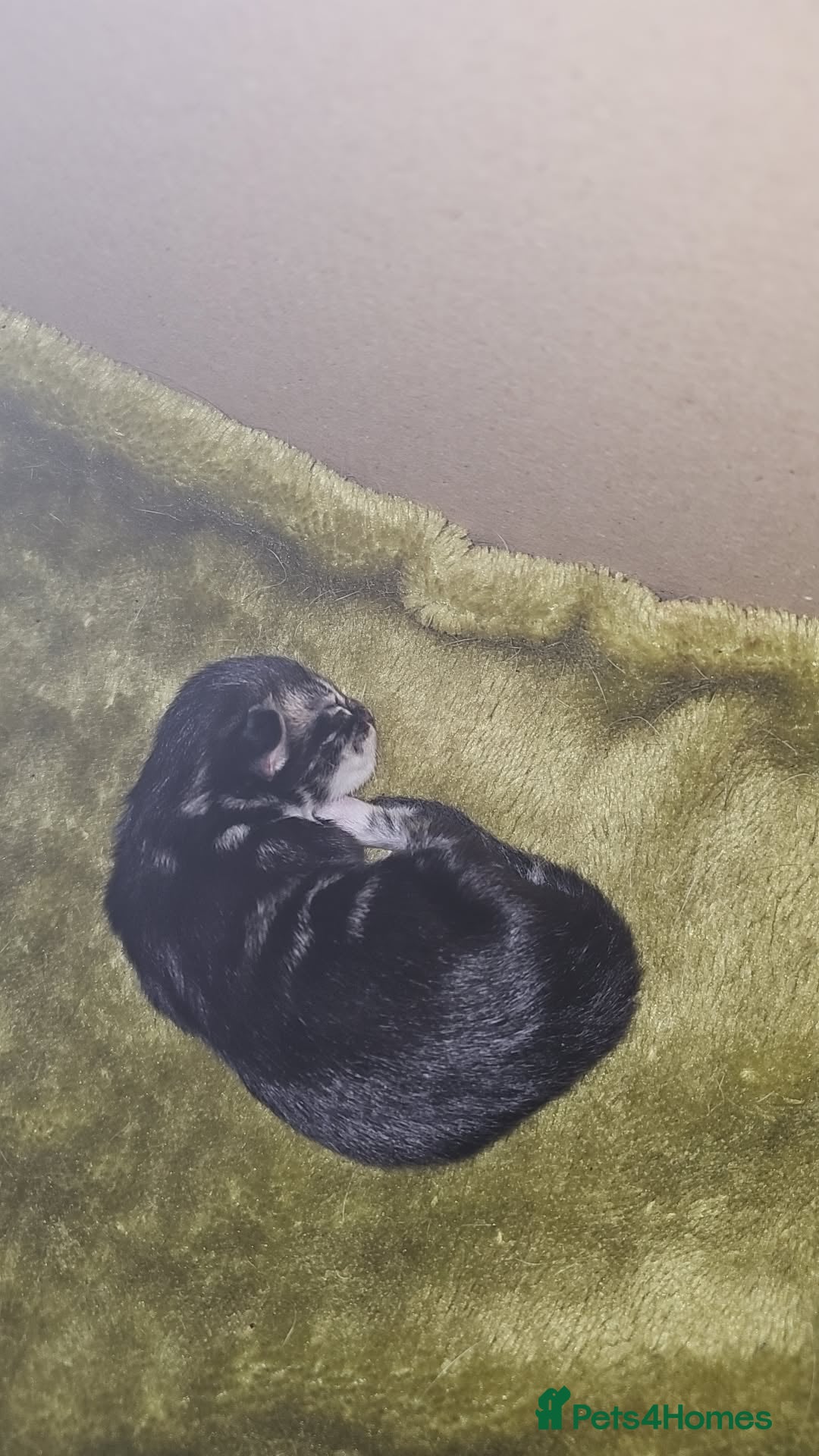 Mixed Breed cats for sale: Mixed breed with Maine Coone kitten  - Image 3