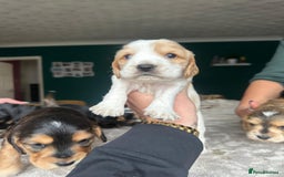 Cocker Spaniel dogs for sale: Working type Cockerspaniel pups kc registered dad  - Image 2