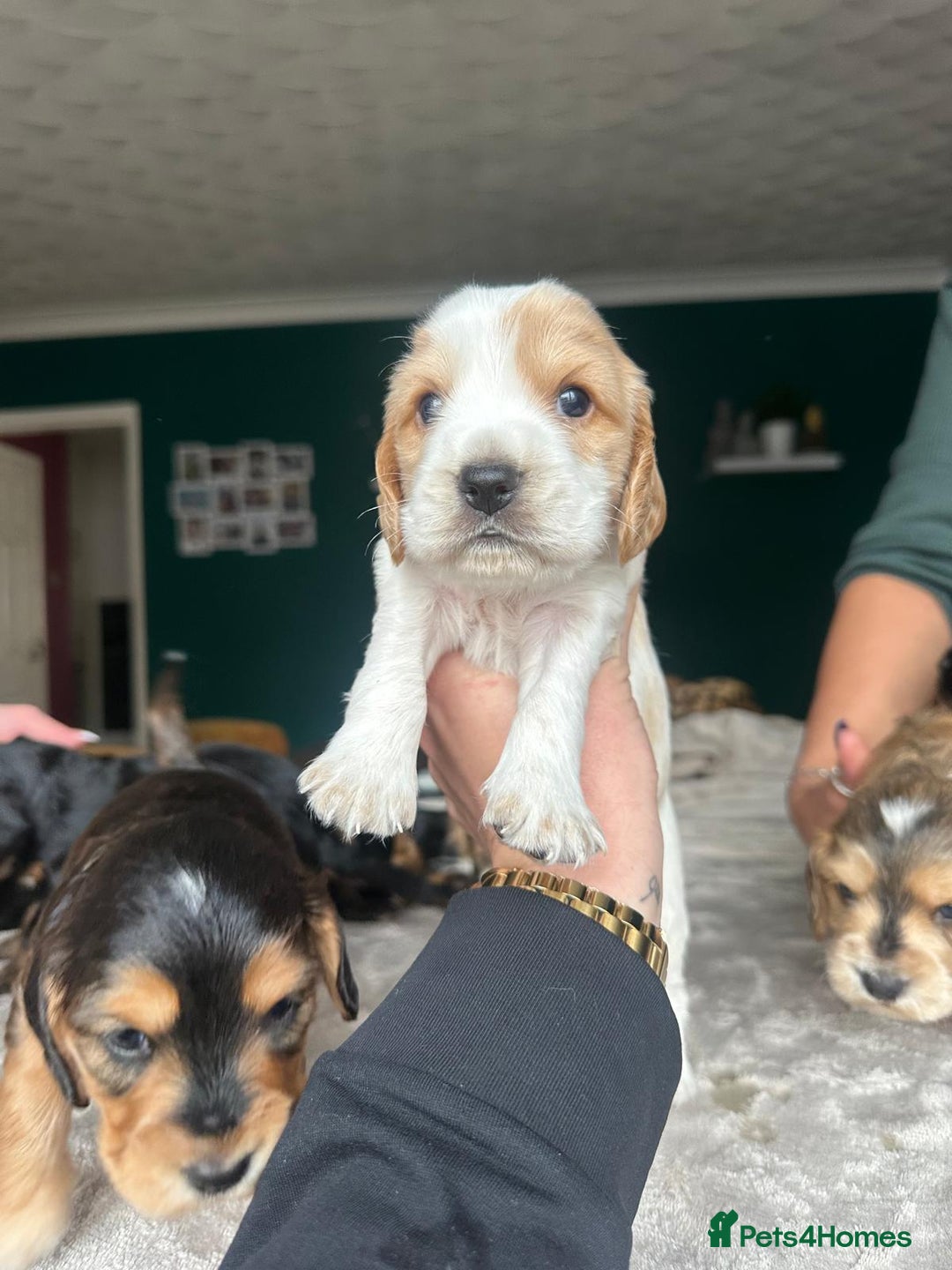 Cocker Spaniel dogs for sale: Working type Cockerspaniel pups kc registered dad  - Image 2