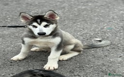 Utonagan dogs for sale: Beautiful Husky × Malamute Puppies – Ready Now! - Image 5