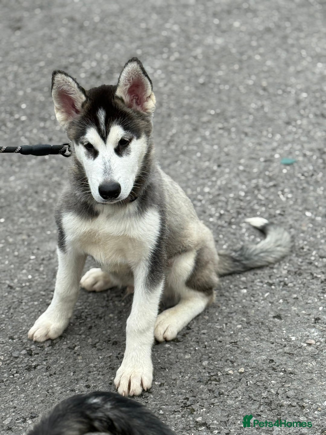 Utonagan dogs for sale: Beautiful Husky × Malamute Puppies – Ready Now! - Image 5
