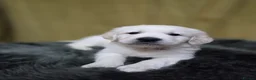 Golden Retriever dogs for sale: Golden retriever puppies  - Advert 16