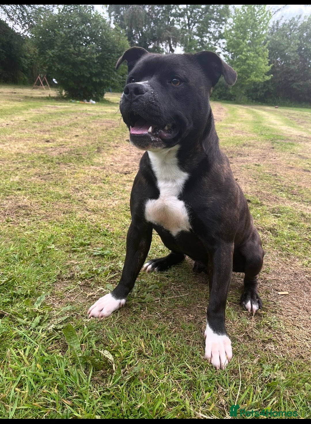Staffordshire Bull Terrier dogs for sale: Heartbreaking Decision to Rehome  - Advert 1