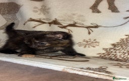 Mixed Breed cats for sale: Calico cross tabby  - Image 16