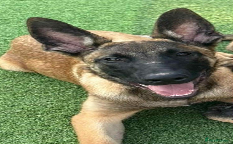 Belgian Shepherd Dog dogs - Advert 2