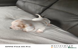 Basset Hound dogs for sale: Bassett Hound Puppies for Sale - Image 5