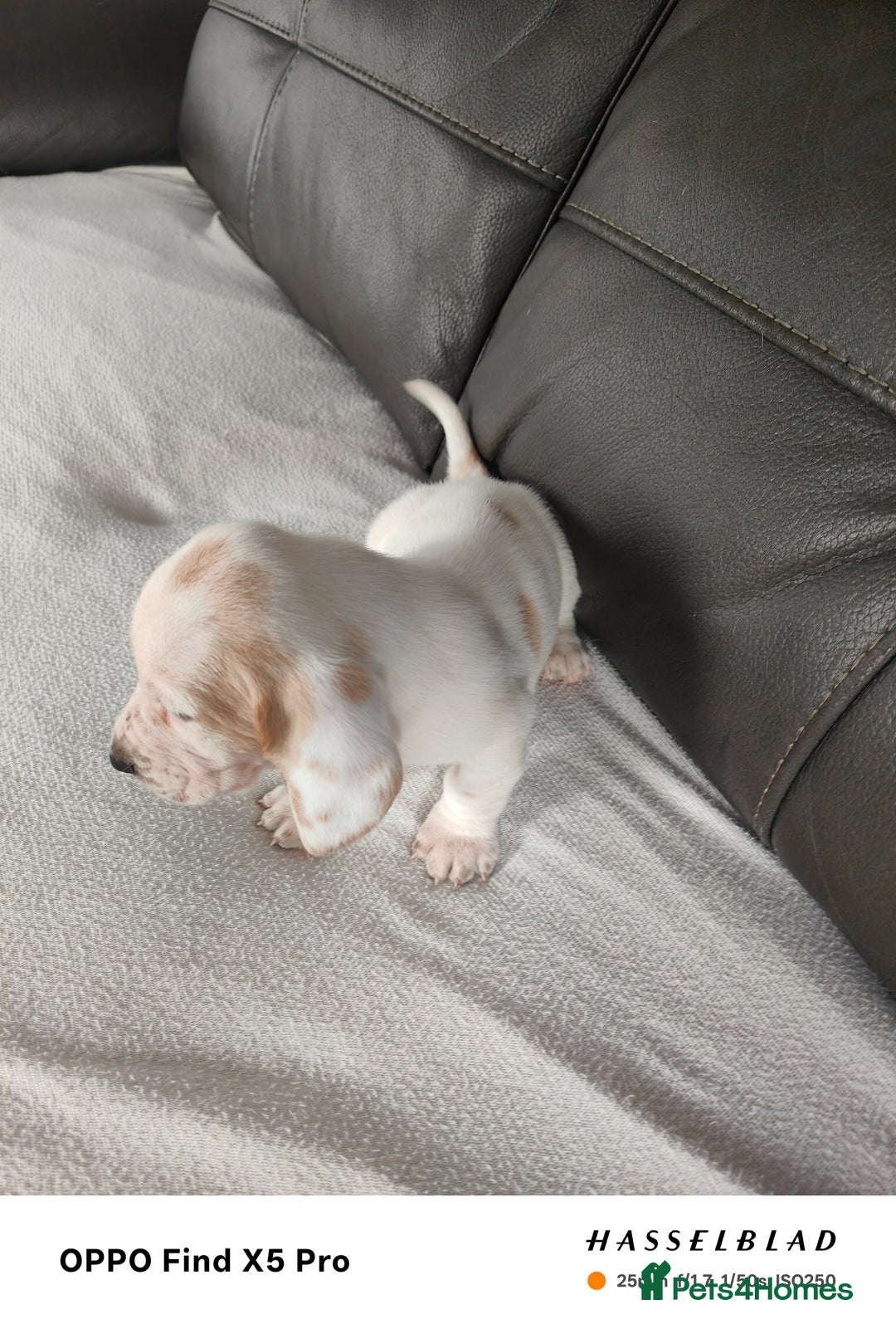 Basset Hound dogs for sale: Bassett Hound Puppies for Sale - Image 5