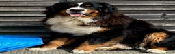 Bernese Mountain Dog dogs for sale: Stunning Pedigree Bernese Mountain Puppies - Advert 14
