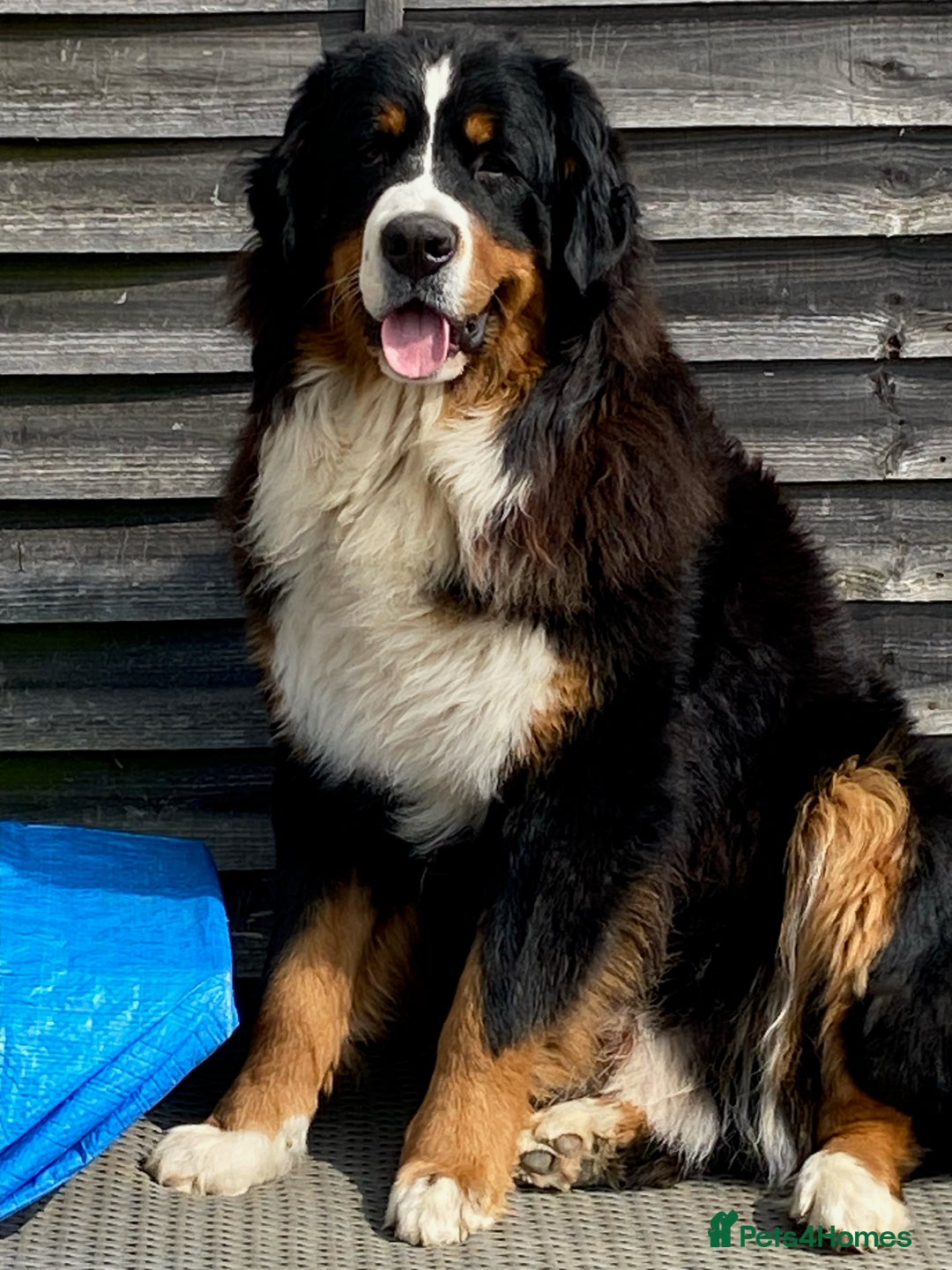 Bernese Mountain Dog dogs for sale: Stunning Pedigree Bernese Mountain Puppies - Advert 14