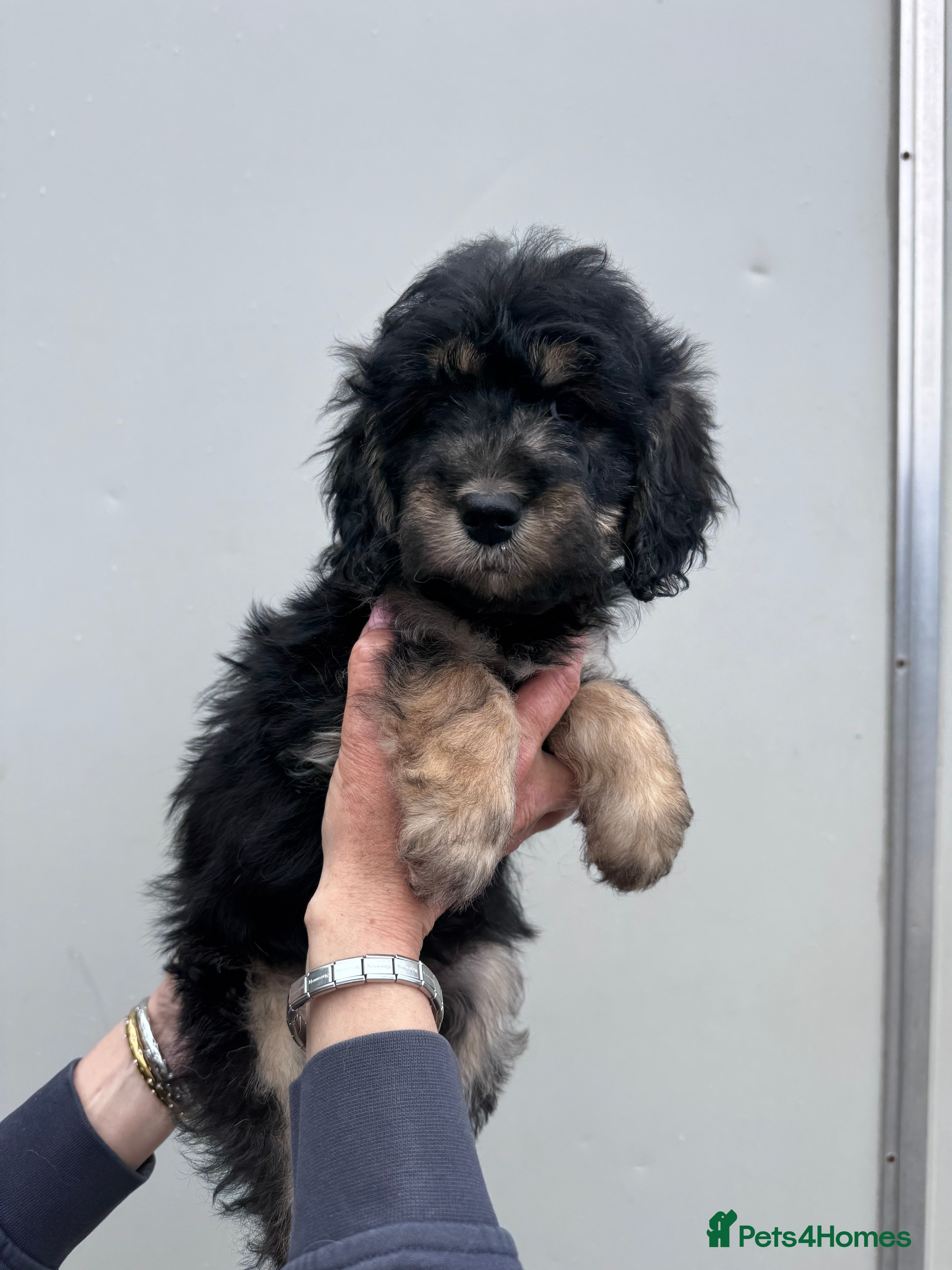 Mini Goldendoodle dogs for sale: F1 mini golden doodles - Advert 4
