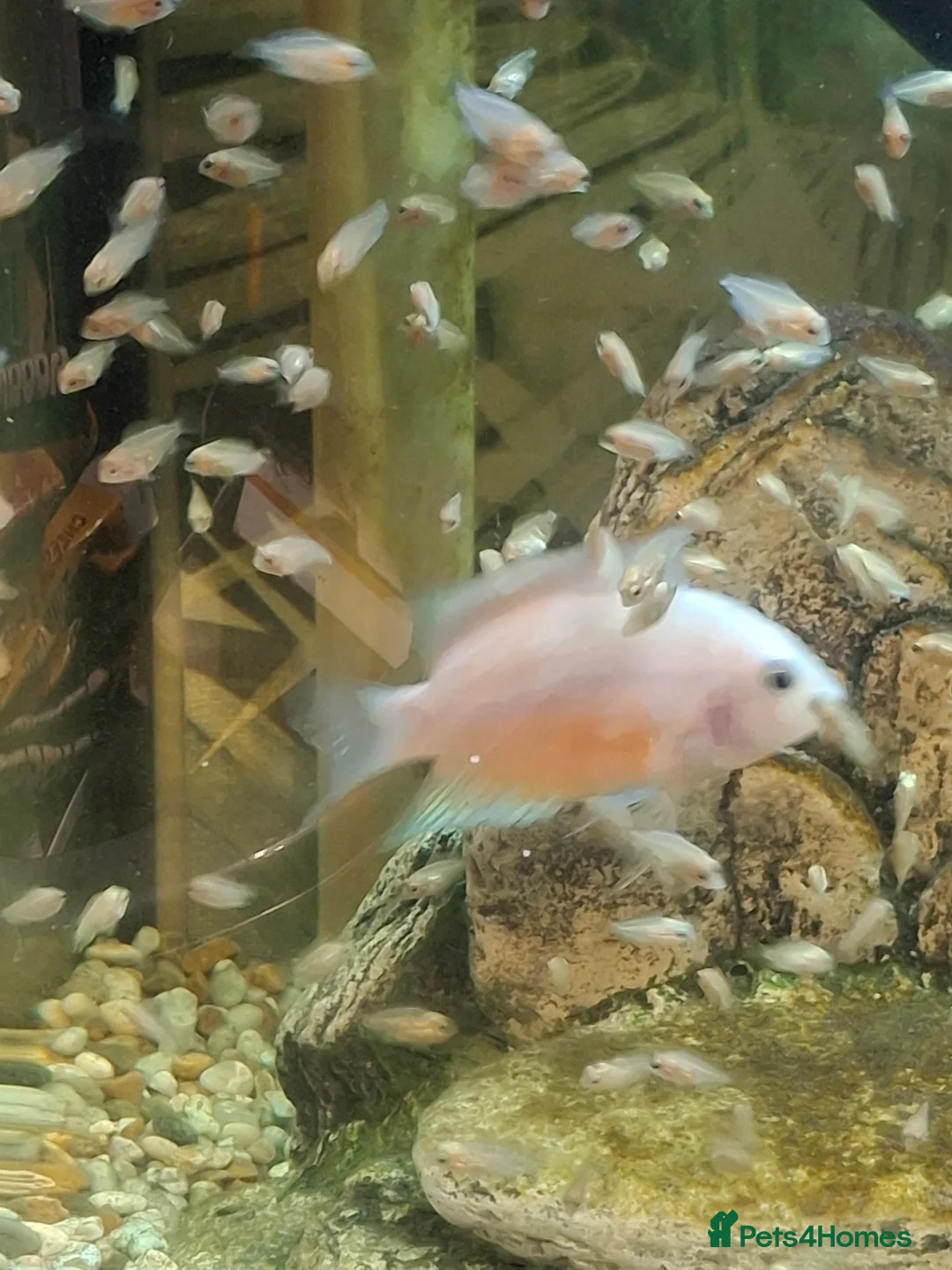 Cichlids fish for sale: Platinum Polar  - Advert 3