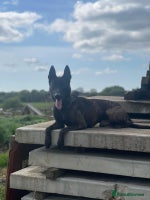 Belgian Shepherd Dog dogs - Advert 2