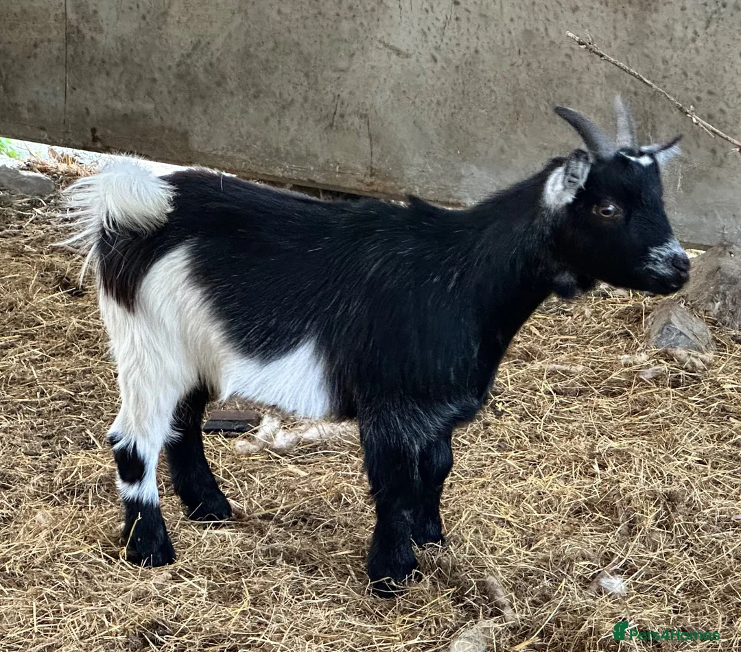 Goats livestock for sale: Pygmy goat wethers - Advert 2