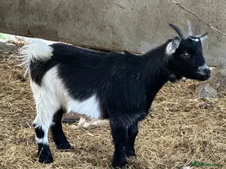 Goats livestock Pygmy goat wethers - Advert 2