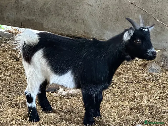 Goats livestock Pygmy goat wethers - Advert 2