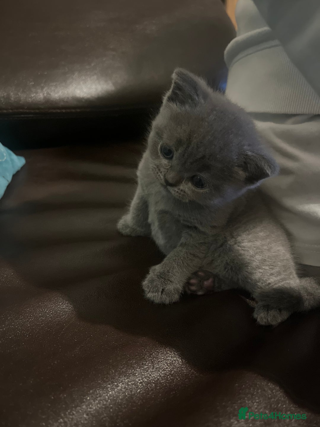 Scottish Fold cats for sale: Two beautiful floppy ear kittens for sale - Advert 4
