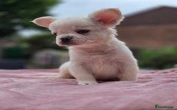 French Bulldog dogs for sale: Fluffy french bulldogs carrying Pink - Image 13