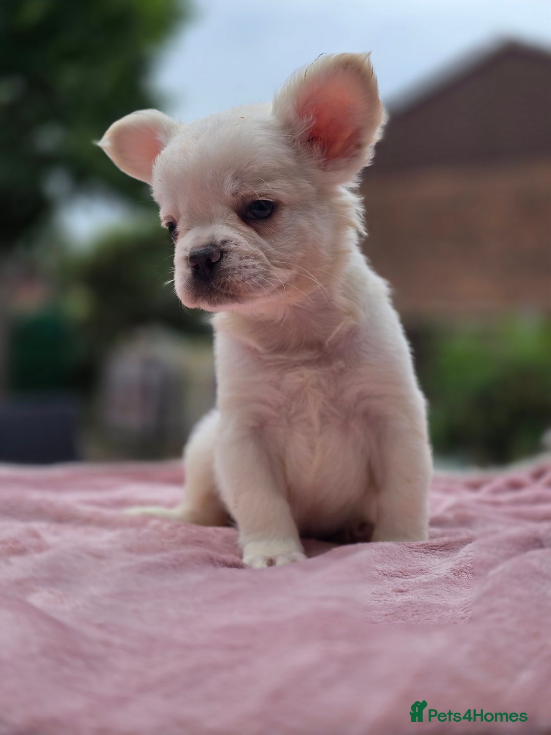 French Bulldog dogs for sale: Fluffy french bulldogs carrying Pink - Image 13