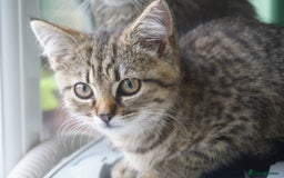 Persian cats for sale: ADORABLE RUSSIAN BLUE X PERSIAN KITTENS - Image 21