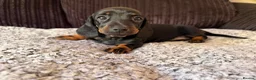 Dachshund dogs for sale: Beautiful Standard Dachshund Puppies  in Tadley - Advert 9