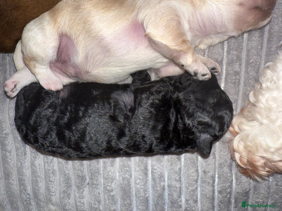 Cavachon dogs for sale:  🐶✨Cavapoochon Puppies ready to reserve 🐶✨ - Image 15