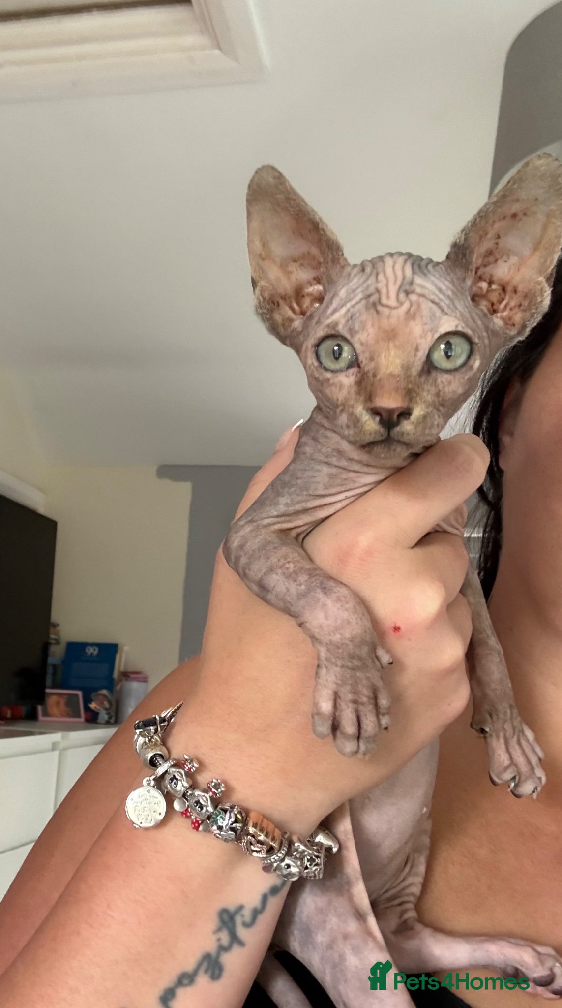 Sphynx cats Adorable Canadian Sphynx Kitten - Advert 6