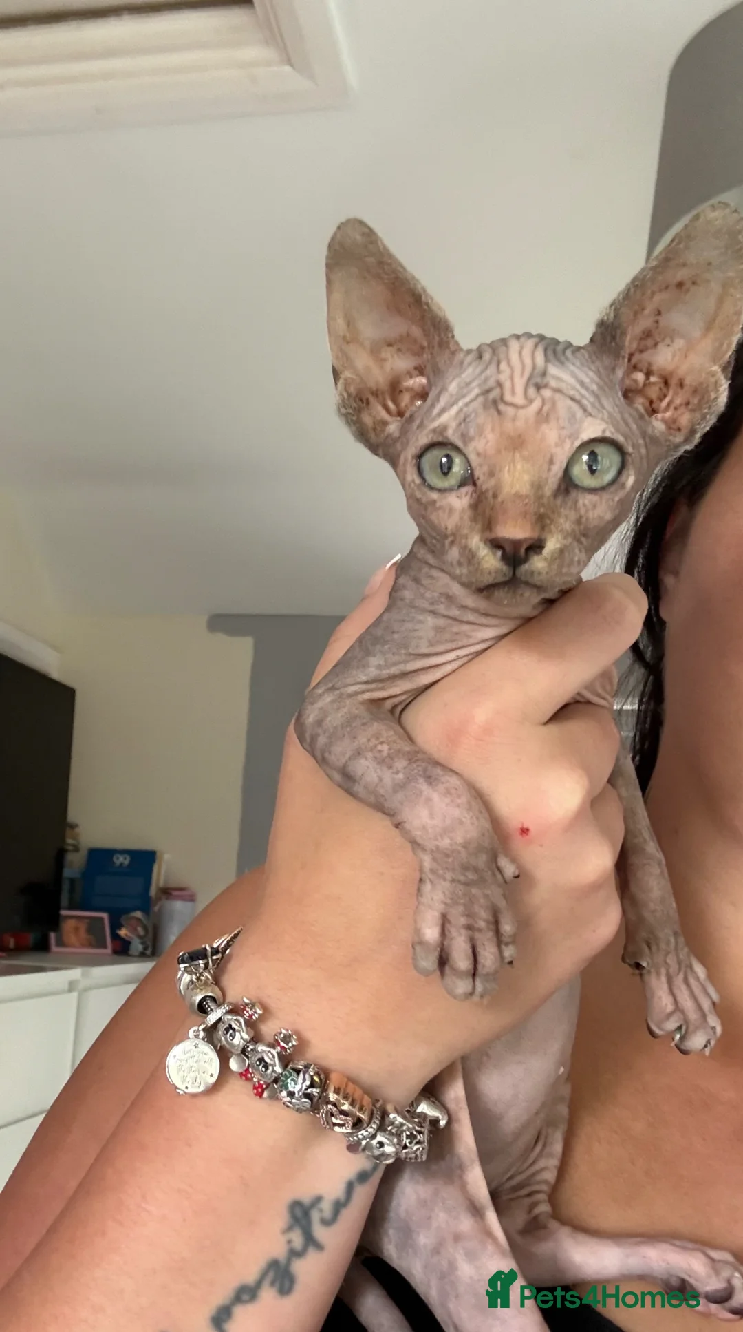 Sphynx cats for sale: Adorable Canadian Sphynx Kitten - Advert 1