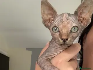 Sphynx cats Adorable Canadian Sphynx Kitten - Advert 6