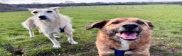 Mixed Breed dogs for adoption: Two best friends looking for their forever home!  - Advert 10