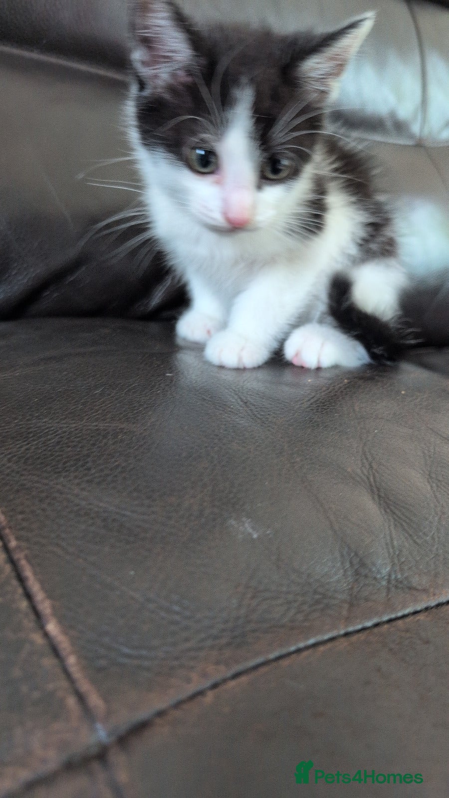 Mixed Breed cats for sale: Beautiful Mixed Male Kitten in Glasgow - Advert 3