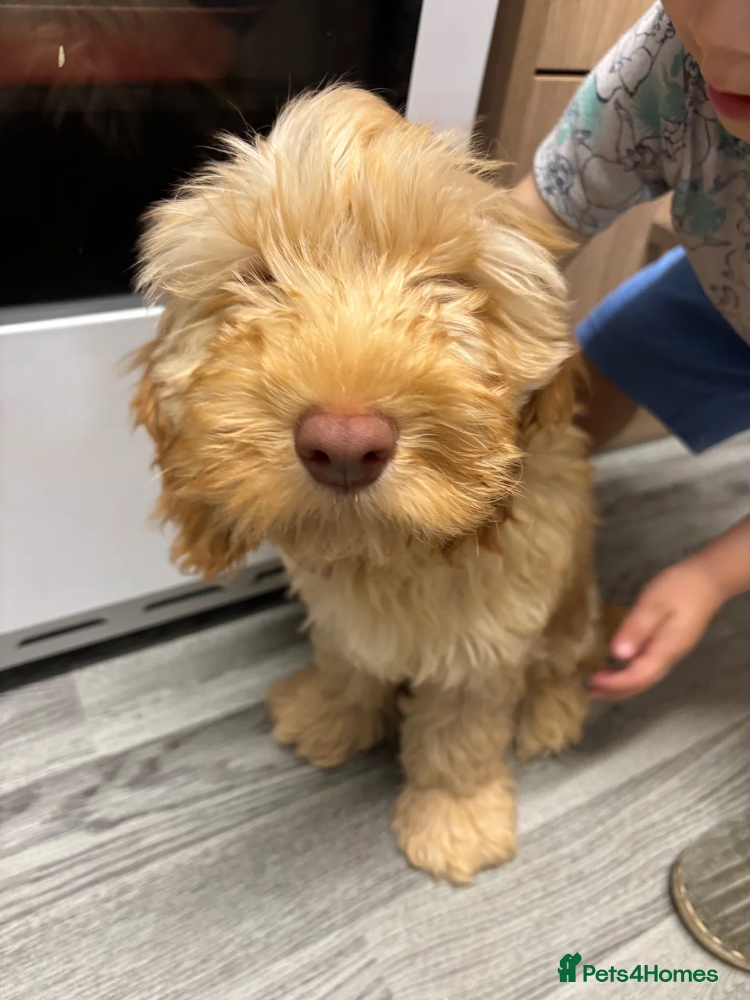 Cockapoo dogs for sale: For sale  - Advert 2