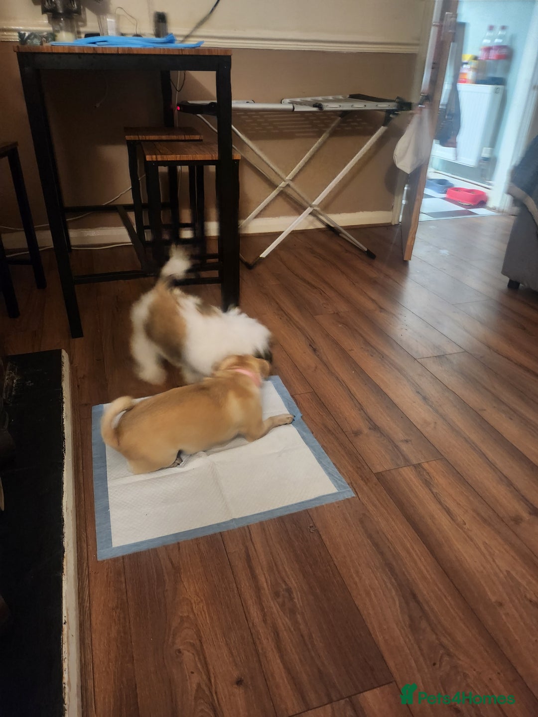 Shih Tzu dogs for sale: Shitzu for sale.3 months old. - Image 10