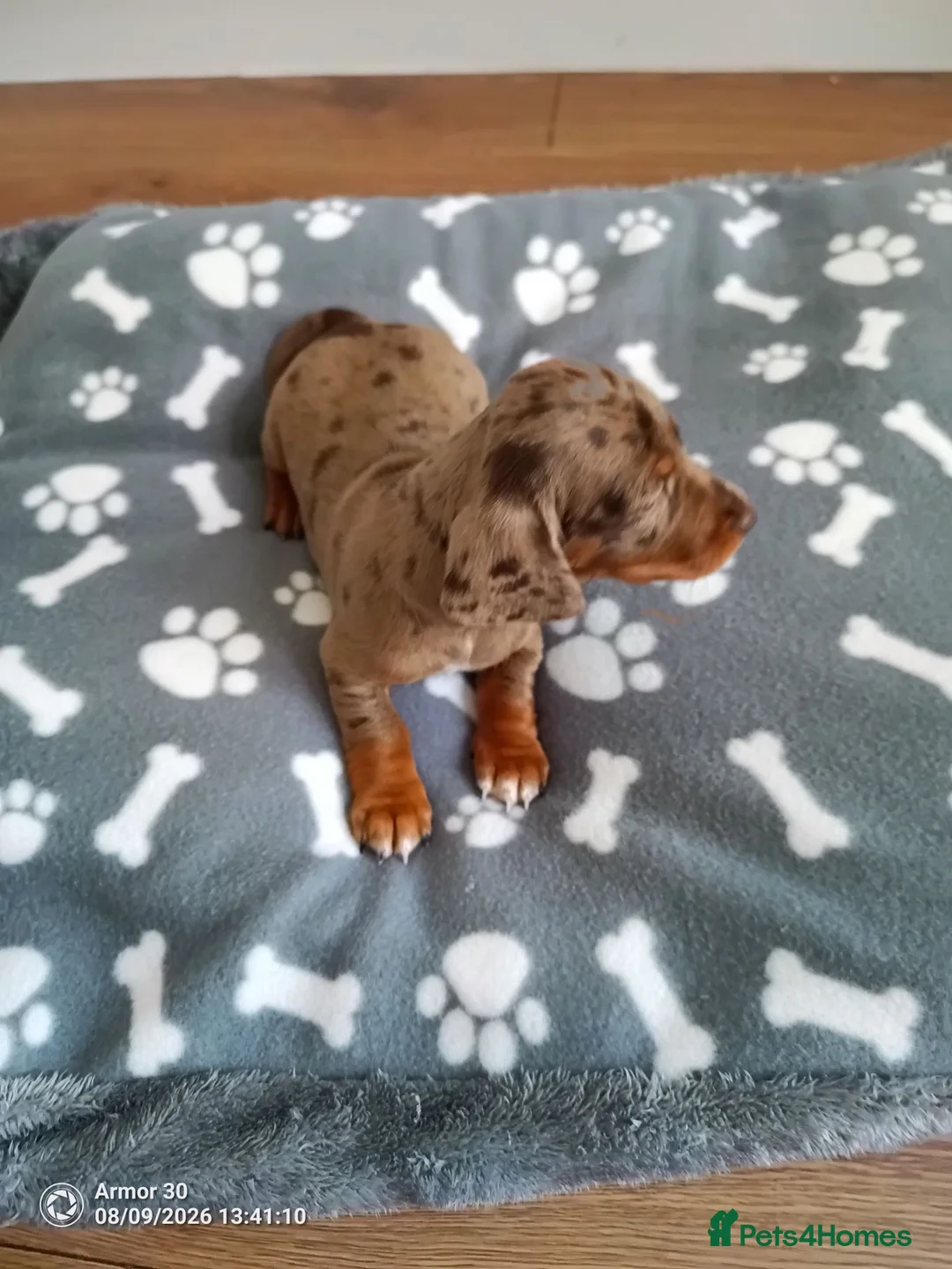 Miniature Dachshund dogs for sale: Beautiful miniature dachshund puppies  in Cannock - Advert 11