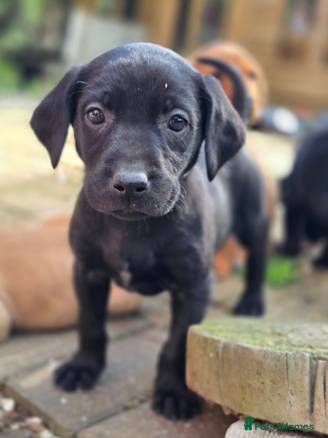 Labrador Retriever dogs for sale: Beautiful Labradors. Ready to go! - Advert 27