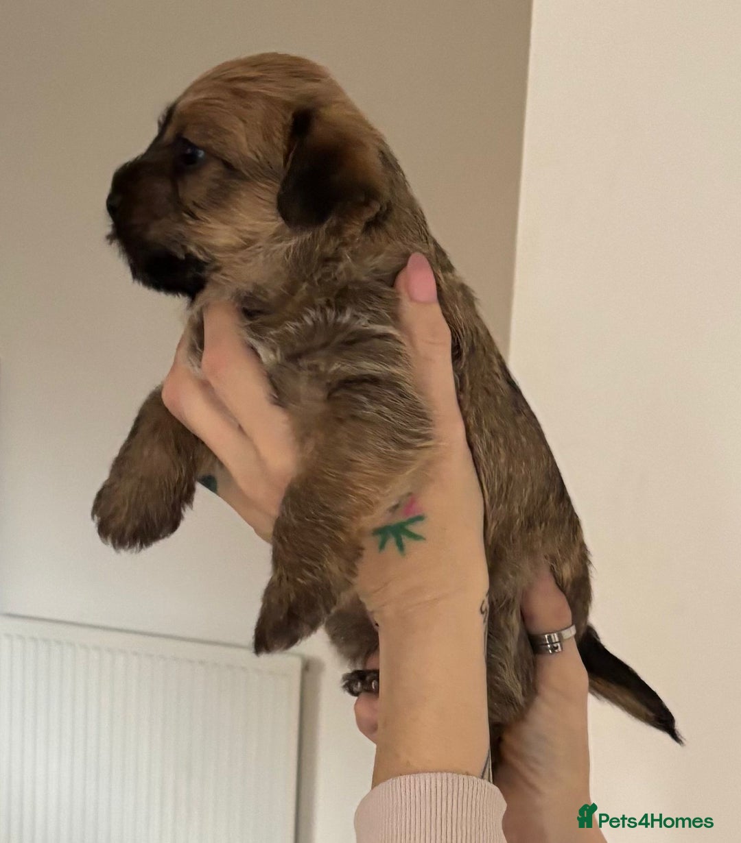 Mixed Breed dogs for sale: 3 jack Russel puppies for sale - Advert 4