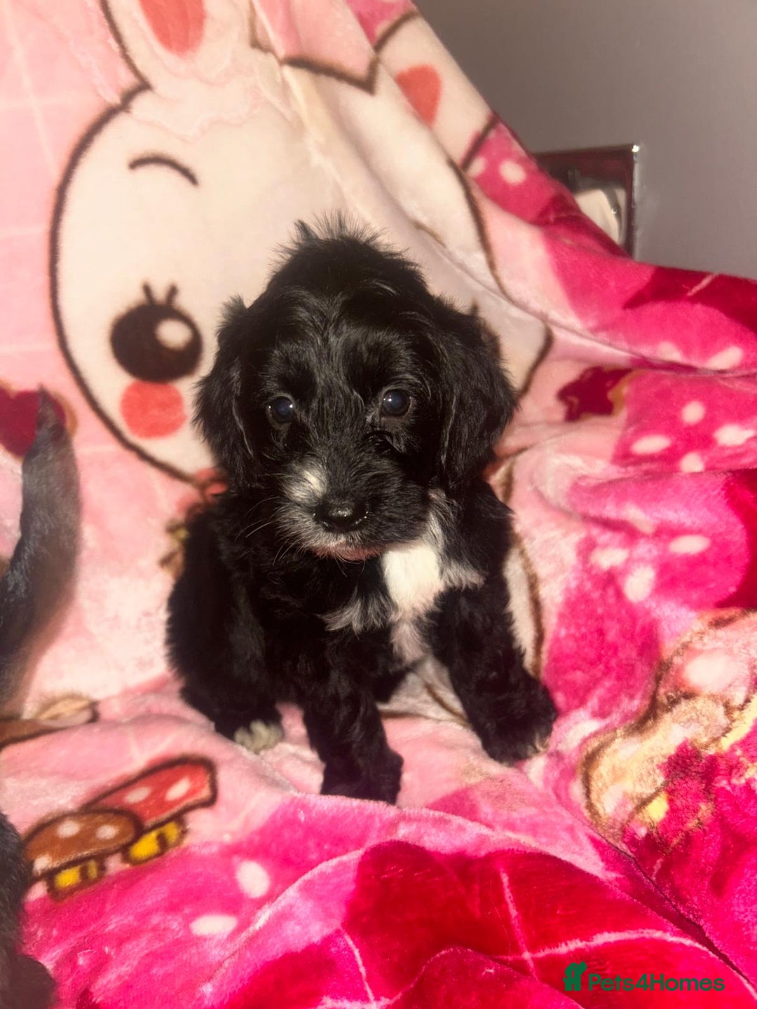 Cockapoo dogs for sale: 3 cockapoo puppies  - Advert 3