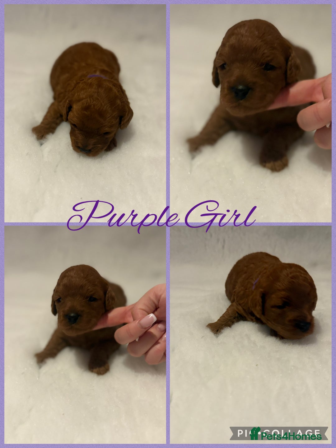 Cavapoo dogs for sale: F1b Cavapoo puppies  - Advert 3