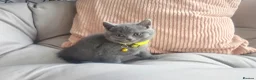 British Shorthair cats for sale: Beautiful British Shorthair Kittens  - Advert 15
