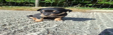 Australian Kelpie 5
