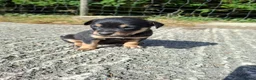 Australian Kelpie dogs for sale: Stunning Farm Breed Kelpies in Colne - Advert 6