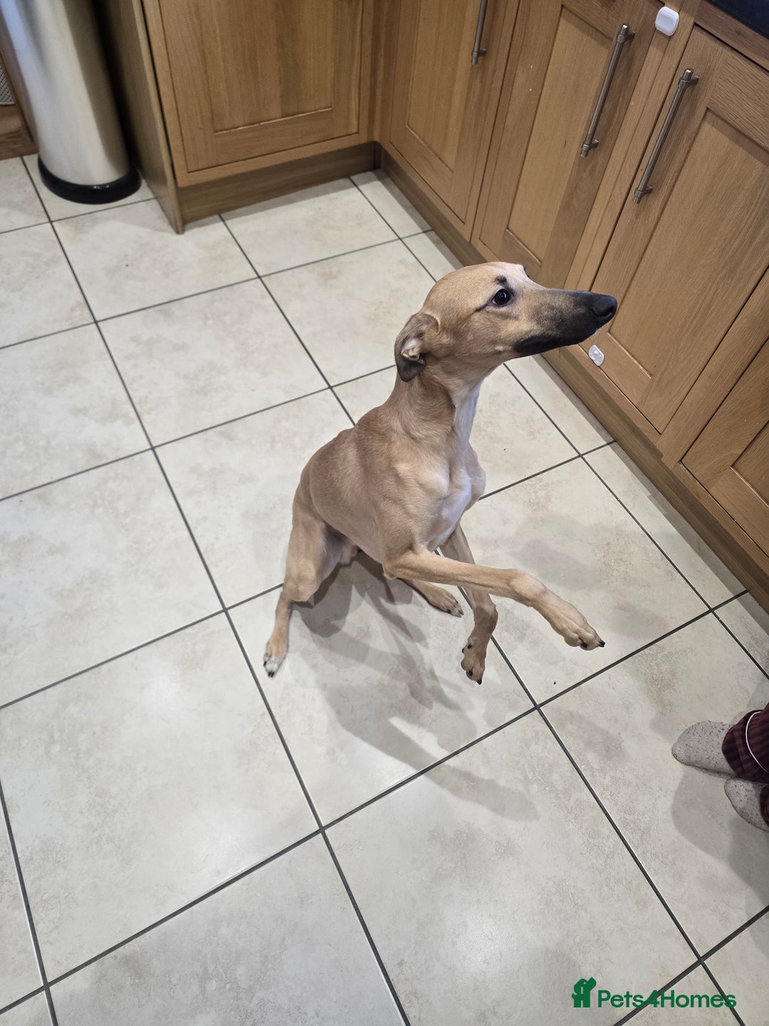 Mixed Breed dogs for sale: Lovely young man looking for a new home. - Advert 4