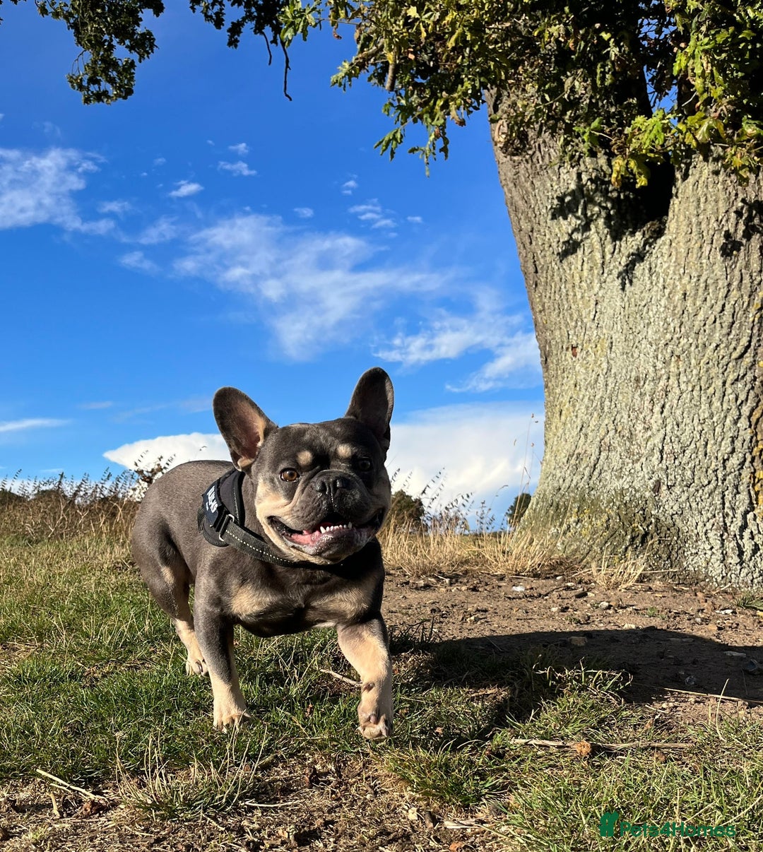 French Bulldog dogs for stud: Blue& Tan 3 year old male French bulldog  - Advert 4