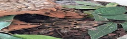 Tarantulas invertebrates for sale: 9 Tarantualas for sale in Beverley - Advert 4