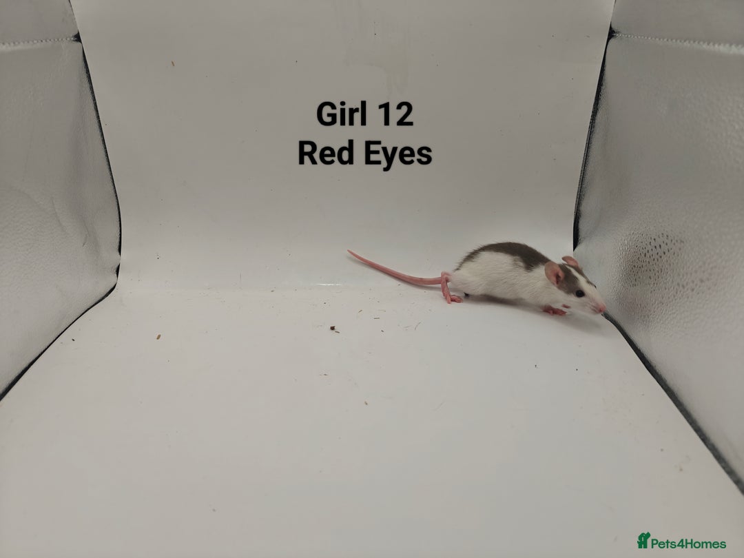 Rat rodents for sale: October Litters: 32 Rats For Sale - Image 27