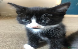 British Shorthair cats for sale: Male kitten 8 weeks old - Image 2