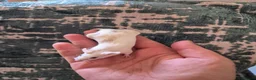 Mouse rodents for sale: 2 Cute Female Fancy Mice - Advert 3