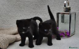 Mixed Breed cats for sale: Beatiful Maine-Coone/Bombay Kittens - Image 1