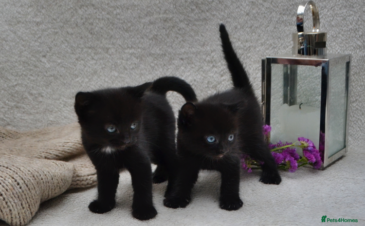 Mixed Breed cats - Advert 14