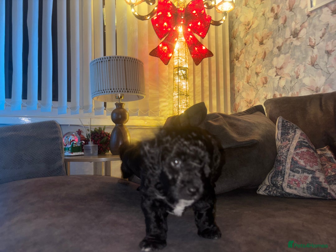 Mixed Breed dogs for sale: Cockapoochon puppies - Advert 10